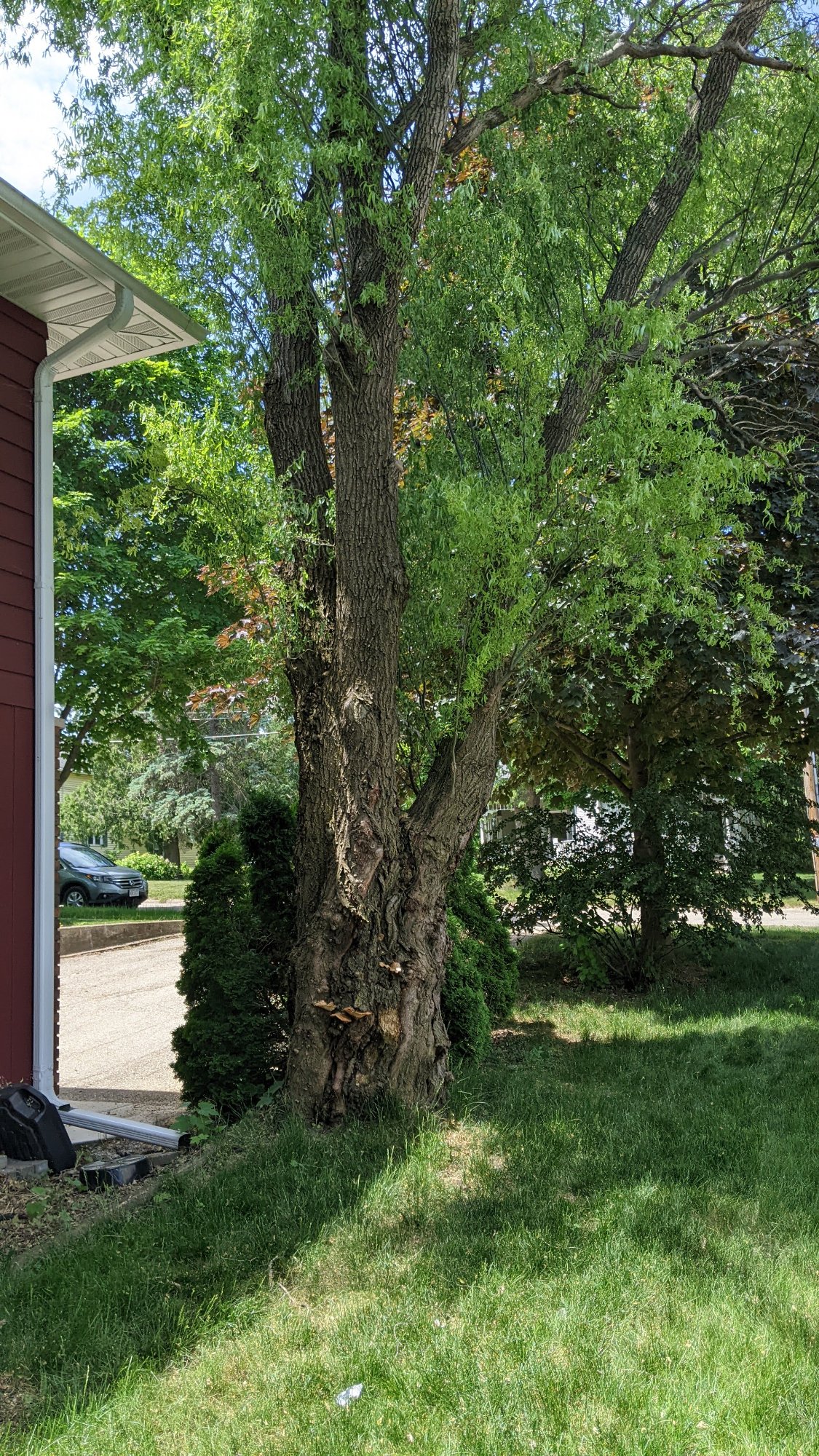 Tree Removal and ADU Placement: Madison's Urban Forestry Rules